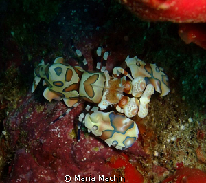 Richileui Rock, there were a pair of these splendid fello... by Maria Machin 